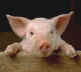 pig-henry.jpeg (1456 bytes)