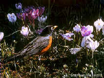 robin.jpeg (47208 bytes)