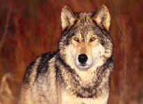wolf.jpeg (10264 bytes)